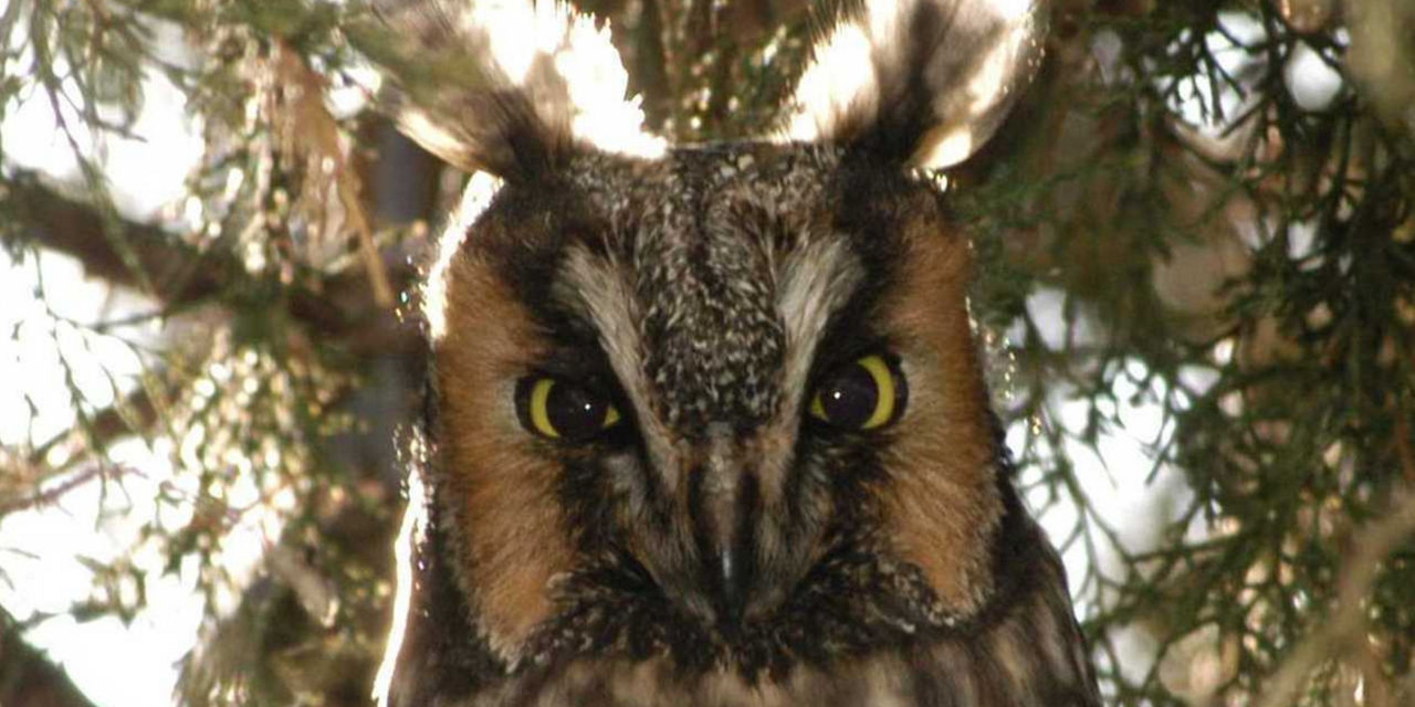 Long-Eared Owl | Game Commission | Commonwealth of Pennsylvania